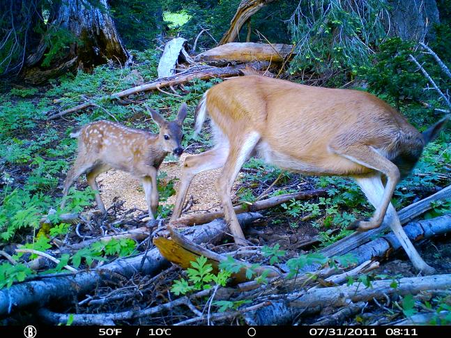 New born fawn and its mom crossing their daily trail.