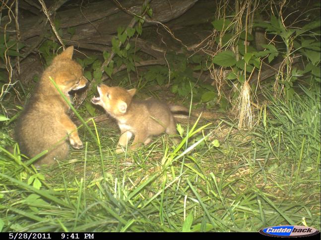 Set up my camera on a coyote den and caught these two playing.