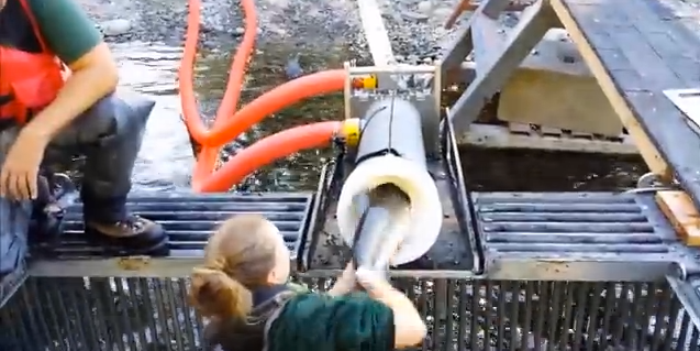 Video: Whooshh Fish Transport System, A.K.A. The Salmon Vacuum
