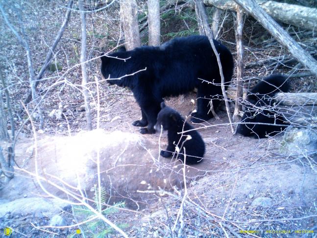 Mom and 4 cubs (yes, 4) exploring the area around their winter home.