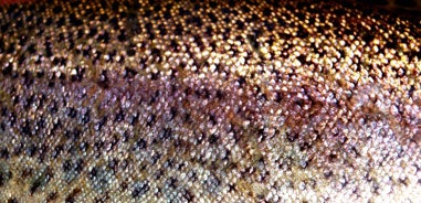 closeup of a trouts scales