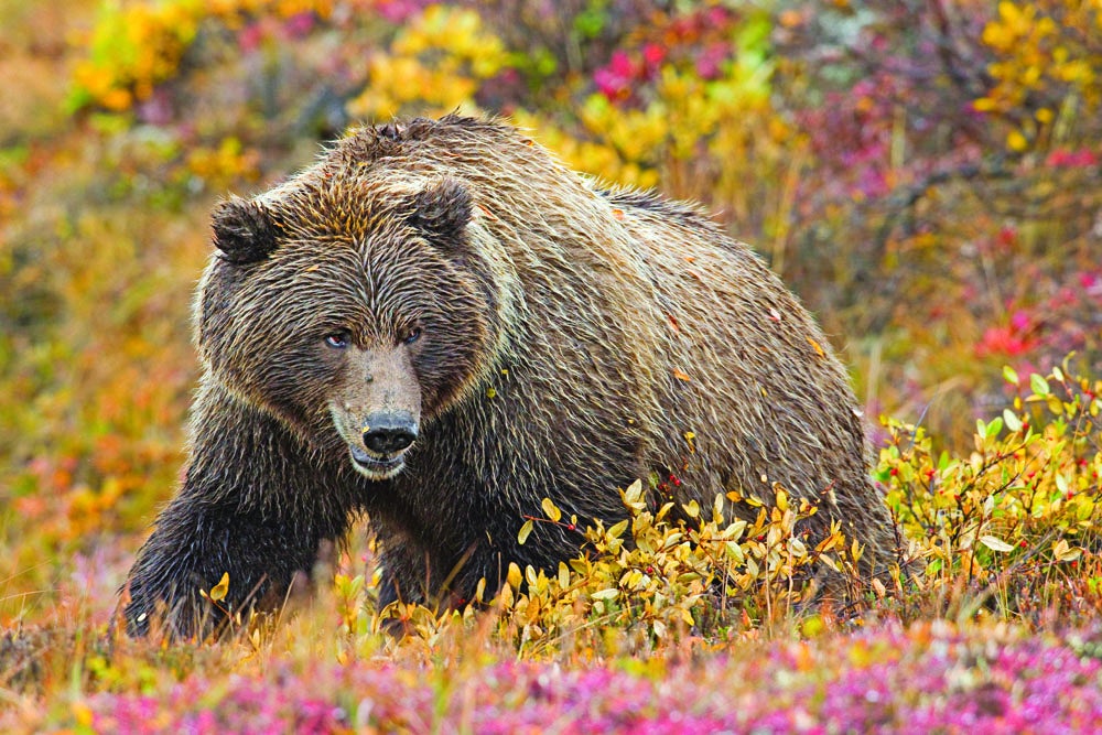 "Grizzlies get such a cool texture when they're wet from the rain," says Don Jones. He photographed this 500-plus-pound male from his truck as it fed on blueberries and cranberries by the road near Denali's Stony Pass last September. "They're focused on eating 20 hours a day, so it's rare to have a grizzly even look in your direction. I was lucky to catch him in this stance with such a direct look. It's almost menacing, but I wasn't in any danger." Jones, who has a permit to photograph wildlife from his vehicle, gladly abides by all park regulations about keeping back from wild animals. "If this bear stood upright, he'd easily be 7 or 8 feet tall, and he's round, like a big tick ready to burst. His belly hangs down all the way to the tundra."  
<br />
Location: Denali National Park, Alaska<br />
Issue: September, 2012<br />
Photo by Donald M. Jones