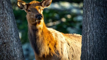Study: Why Old Cow Elk Are Nearly Impossible to Kill