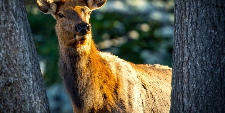 Study: Why Old Cow Elk Are Nearly Impossible to Kill