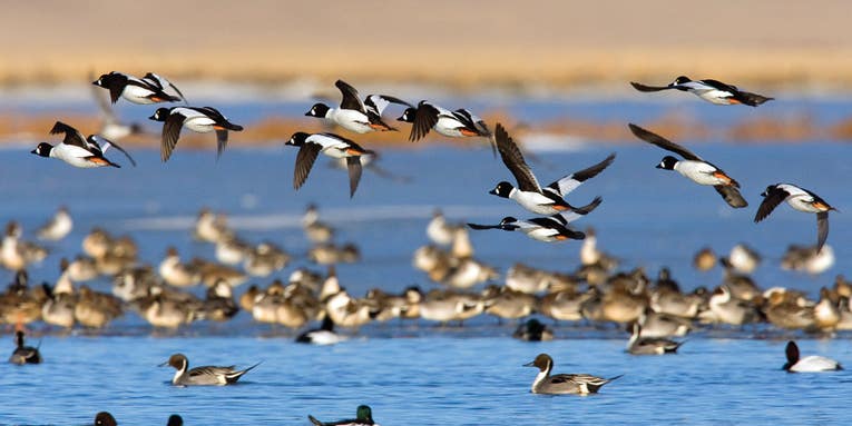 Waterfowl Tips: How to Hunt the Goldeneye Boom