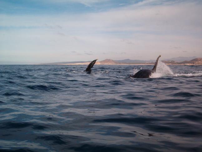 A cow and calf humpback practicing a synchronized roll.