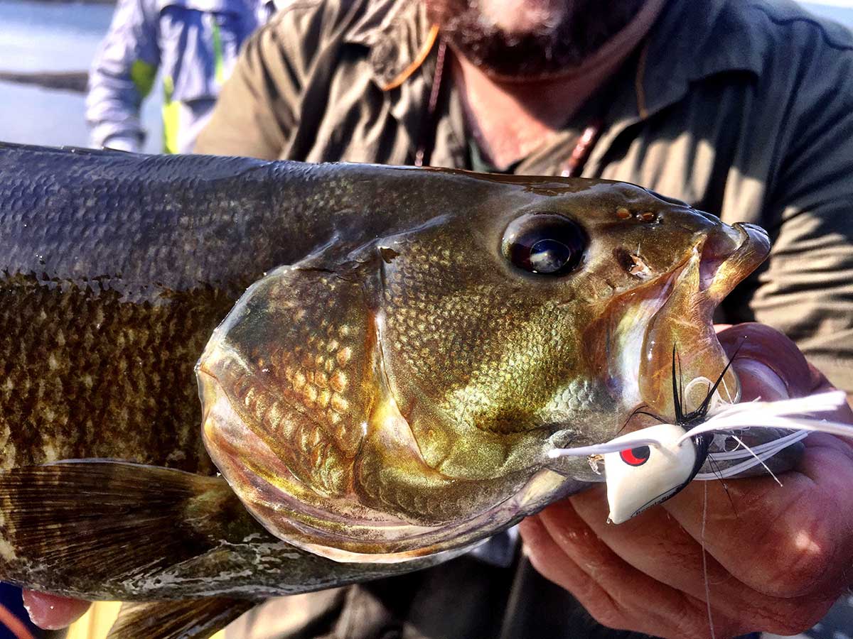 Do Big Bass Eat Big Swim Baits? YES! - Wide Open Spaces