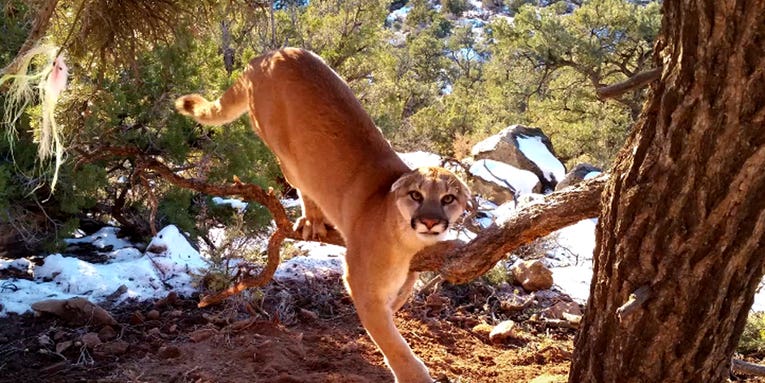 Video: Wildlife Officer Releases Large Cougar From Trap