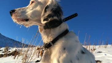 Gun Dogs: Study Suggests Diet Can Improve Sense of Smell
