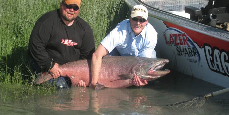 Potential Record Kenai King Salmon Caught & Released