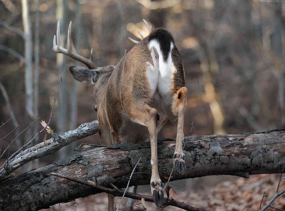 whitetail deer running through the woods.