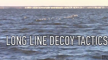 Sea Duck School: How to Set a Decoy Spread for Divers