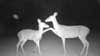 black and white trail camera footage of deer