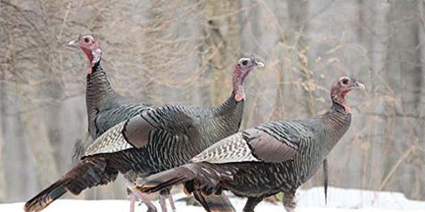 Turkey Hunting Tips: Winter Scouting for Better Spring Hunting