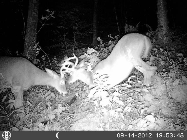 Two nice West Virginia bucks fighting for the camera.