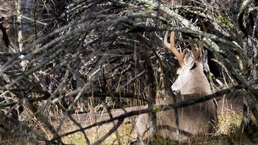Find These 6 Types of Deer Beds to Zero In On Big Bucks