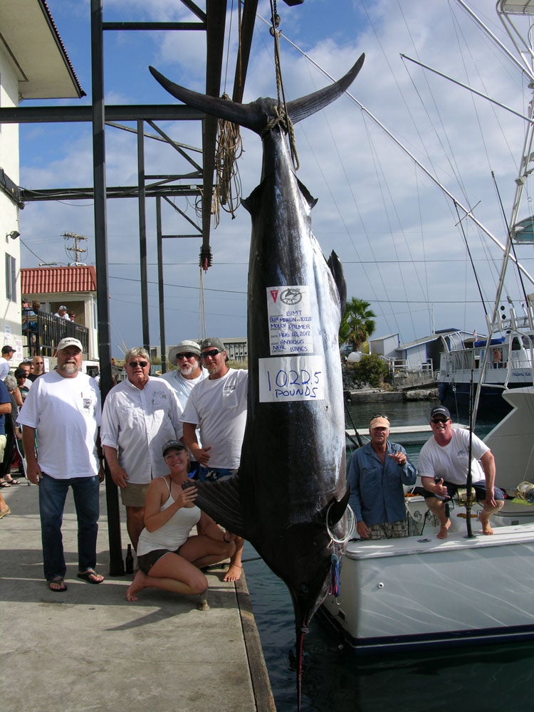 Woman Catches 1,000-Pound Marlin, Could Have Set a World Record