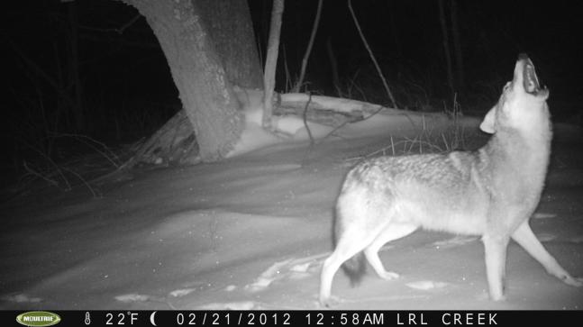 Coyotes are usually fast movers on my trail cameras. However, this one posed nicely on fresh snow for my Moultrie Game Spy M80.