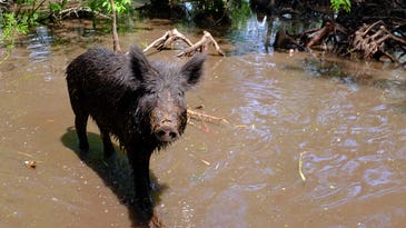 Local Law Enforcement To Shoot Feral Hogs in Florida County