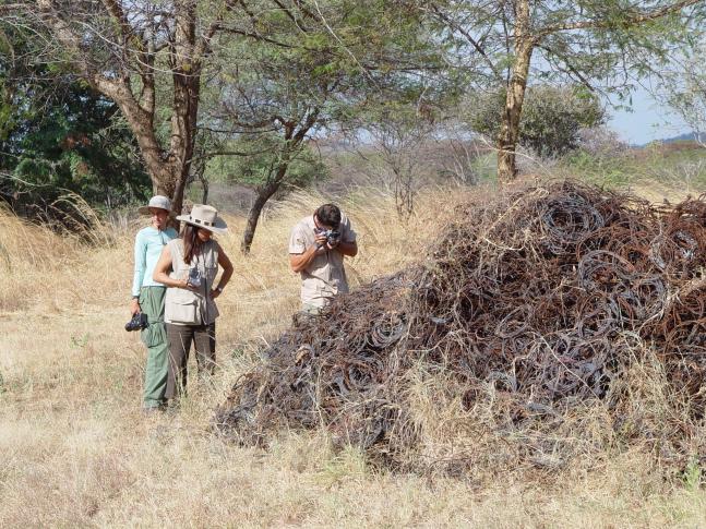 Examining a huge pile of poachers snares gathered near the Serengeti