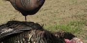 Good Turkey Gear: Primos Pocket Hen Decoy