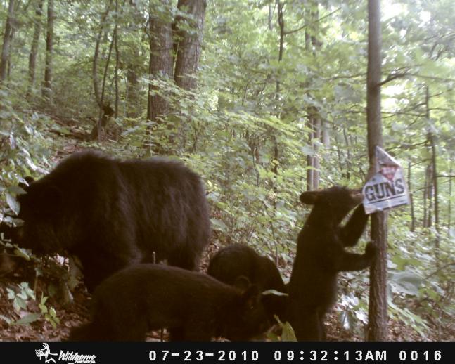 I posted Field and Stream's "The Gun Nuts" sign up that reads "I Love Guns" hoping to get an interesting picture of something with the sign. Well to my surprise this sow and her 3 cubs apparently have evolved and learned how to read.