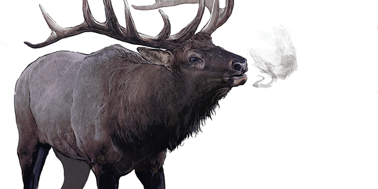 How to Field Judge Record-Class Elk
