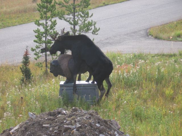 <strong>Moose on the Make</strong><br />
A randy moose mounts his mate: a bison statue in a homeowner's front yard. "We did try to prevent the damage," the homeowner wrote in an email, "throwing stones at, and hitting, the attacker. The attacker could not be dissuaded and kept up his assault for eight hours." Impressive. True or false?