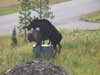 <strong>Moose on the Make</strong><br />
A randy moose mounts his mate: a bison statue in a homeowner's front yard. "We did try to prevent the damage," the homeowner wrote in an email, "throwing stones at, and hitting, the attacker. The attacker could not be dissuaded and kept up his assault for eight hours." Impressive. True or false?