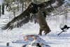 <strong>Upended</strong><br />
Emails attributed this spectacular scene--a golden eagle battling a fox for rights to a snowbound carcass--to a hunter in Montana. True or false?