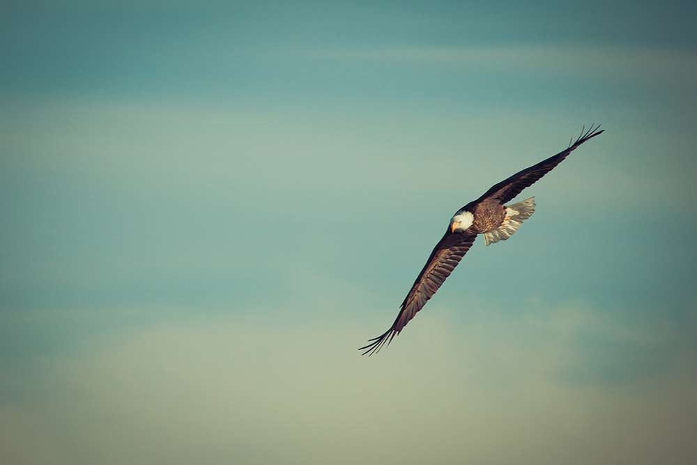 an american bald eagle in flight