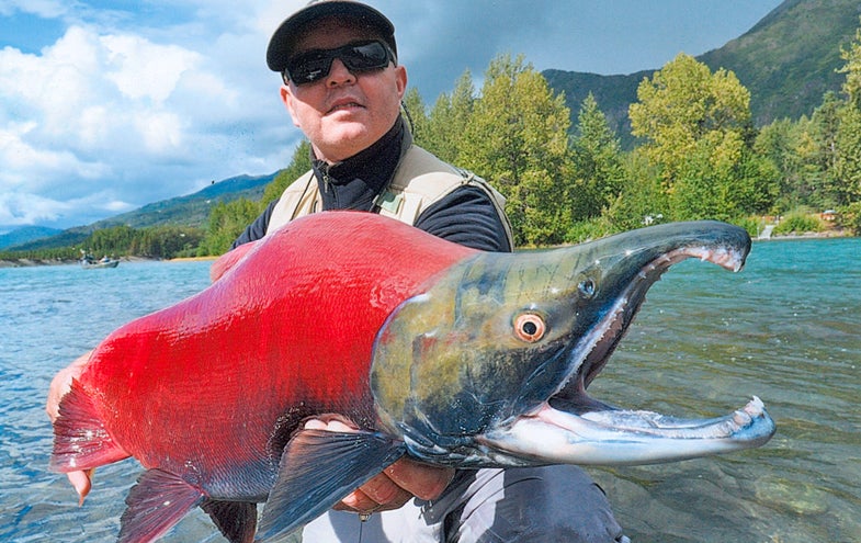 <strong>Bob Gaines<br />
Irvine, California, USA<br />
Sockeye Salmon (Oncorhynchus nerka)<br />
All-Tackle Length Record<br />
Length:</strong> 74 cm<br />
<strong>The Lowdown:</strong> Gaines recently took a trip north to take advantage of the fantastic late summer salmon run found in Alaska's Kenai River. Armed with his fly rod and Official IGFA Measuring Device, Gaines hit the river on August 20, 2011 and caught a sockeye salmon that he landed in five minutes. The fish qualifies him for a new All-Tackle Length record for the sockeye species. The current IGFA record is vacant.<br />
<strong>Bait Used:</strong> Red comet fly