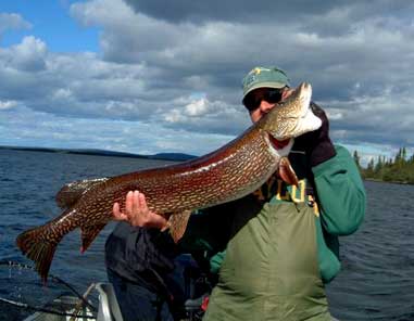 Bruce Johnston hauled in this 48-inch pike from Misaw Lake in Saskatchewan last July.