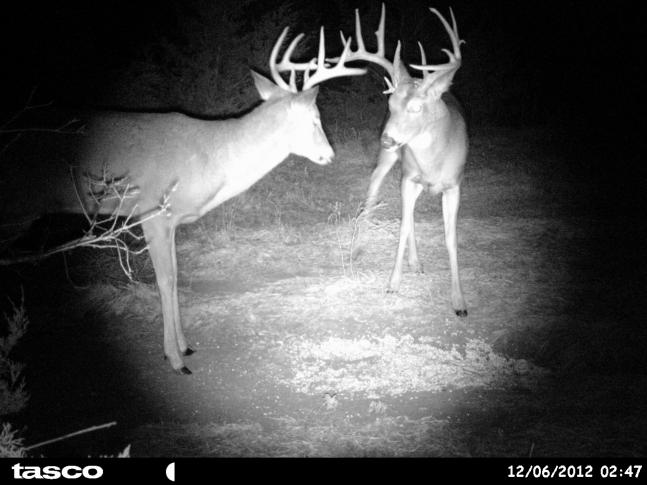 I knew I one big buck on the property. Never thought that I would ever capture 2 of them together at this time of the year. The big guy didn't stick around....suprised me.