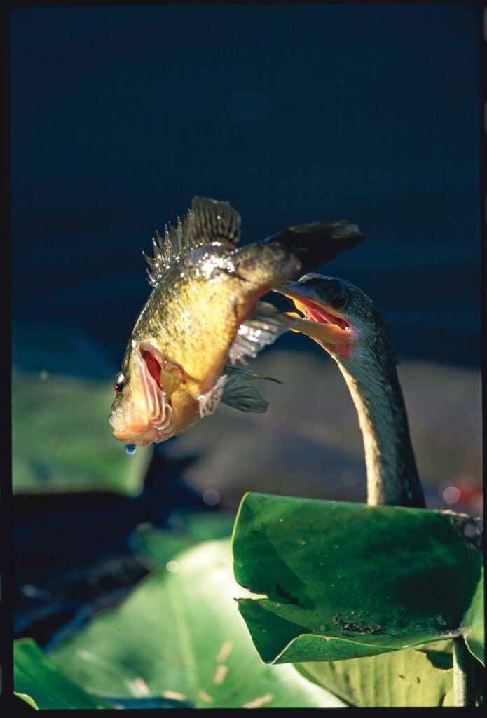 On a February morning, this anhinga rose out of a swamp in the Everglades with a warmouth speared on its beak. "Then he tossed that bream in the air and swallowed it headfirst--so that its spikes wouldn't hurt his throat," says photographer Donald M. Jones, who had been walking the Anhinga Trail at the time. An anhinga is similar in size and shape to a cormorant but has a slimmer head and neck. <strong>Location:</strong> Everglades National Park, Florida<br />
<strong>Issue:</strong> May 2008