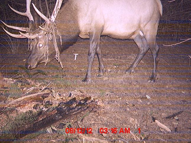 I saw this bull while scouting and decided to put cameras up to find the trails he uses. I checked the cameras two weeks later and found that i had got a picture of him!