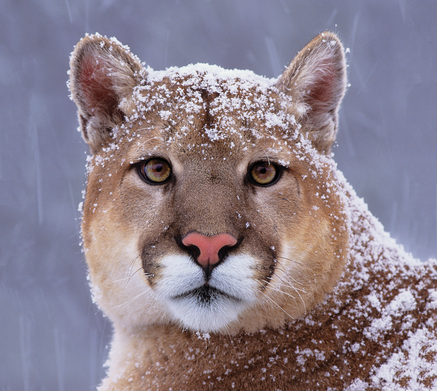 A mountain lion covered in snow.