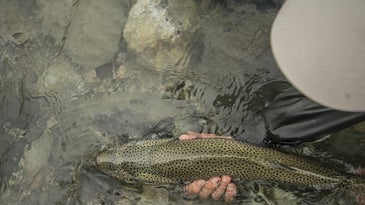 The Seven American Trout Species at Greatest Risk