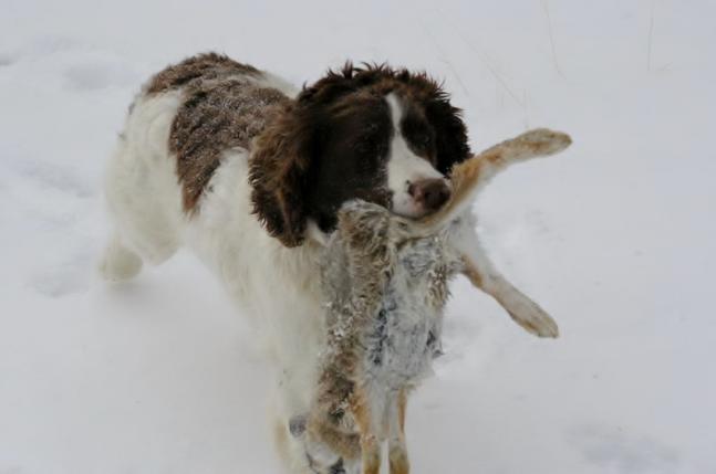 Maggie, is fine waterfowl retriever but loves to retrieve cottontails after duck hunt is over.