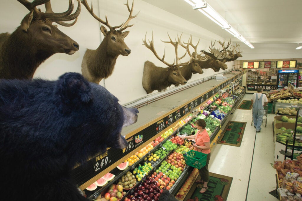 "Folks from as far away as Pittsburgh have stopped in to see the trophies," says Stein's Market manager Jim Baillie, 53. The grocery first displayed elk, moose, bear, and other<br />
big-game mounts in 1984, the same year that hunters founded the Rocky Mountain Elk<br />
Foundation in the very same Montana town. More than 40 mounts, all donated by local sportsmen, now deck the aisles.<br />
**<br />
Location:** Stein's Market, Troy, Mont.<br />
<strong>Issue:</strong> September 2008