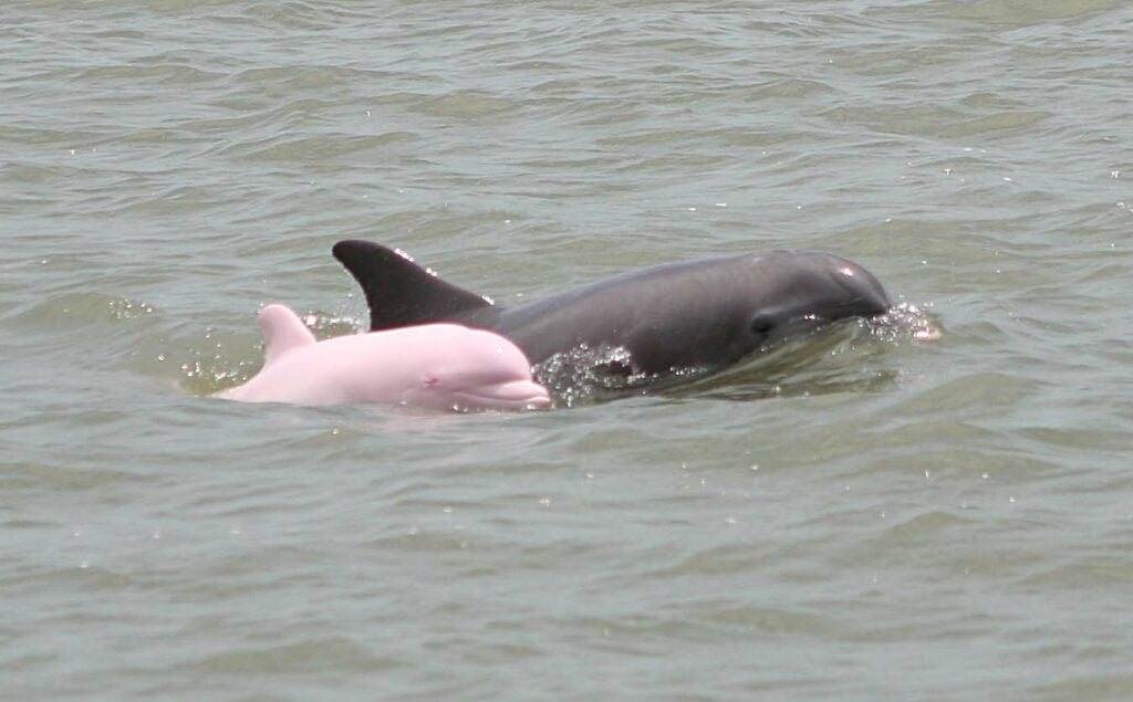 <strong>Pink Dolphin</strong><br />
Reports of a pink dolphin had been circulating in Calcasieu Lake, Louisiana, before someone finally snapped photographs that reportedly show a rare juvenile albino bottlenose dolphin. True or false?
