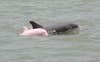 <strong>Pink Dolphin</strong><br />
Reports of a pink dolphin had been circulating in Calcasieu Lake, Louisiana, before someone finally snapped photographs that reportedly show a rare juvenile albino bottlenose dolphin. True or false?