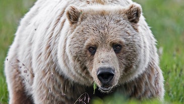 Montana Officials Confirm Grizzly Bear Killed Enforcement Officer