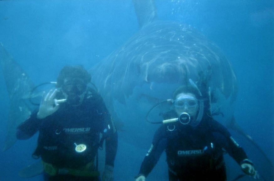 <strong>A-OK</strong> A 15-year-old boy on a "scoober diving" excursion in Australia snapped this underwater photo of his parents, then scurried back to the boat as quick as his swim fins could kick him. His parents followed, mystified by his hasty retreat, until he showed them the photograph--and the great white shark looming behind them. True or false?