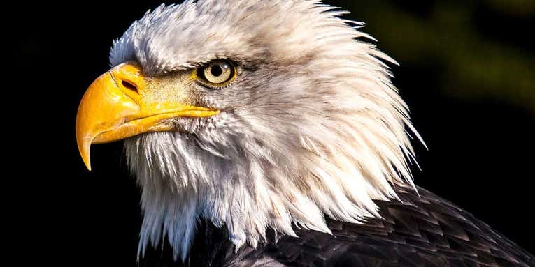 9 Wild Facts About the Bald Eagle