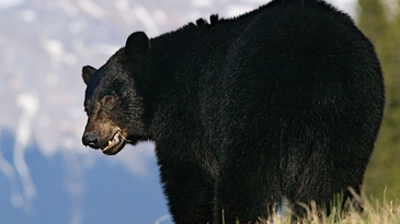 Nine Tips for Spot-and-Stalk Black Bear Hunting