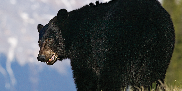 Nine Tips for Spot-and-Stalk Black Bear Hunting