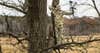 tony peterson whitetail hunting public tree stand