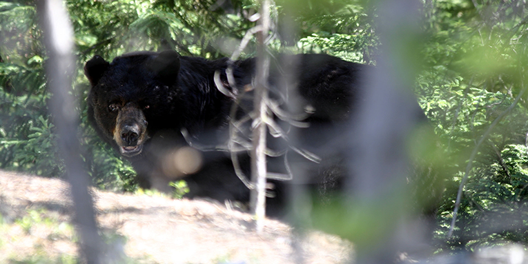 Fatal Black Bear Attack in New Jersey is First in Recent History