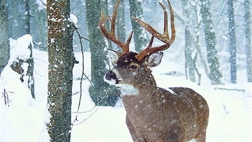 Deer Camp Doctor: Diagnosing a Cold-Weather Whitetail